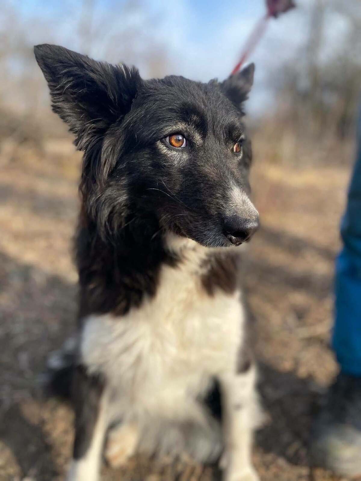 Adoption Biba