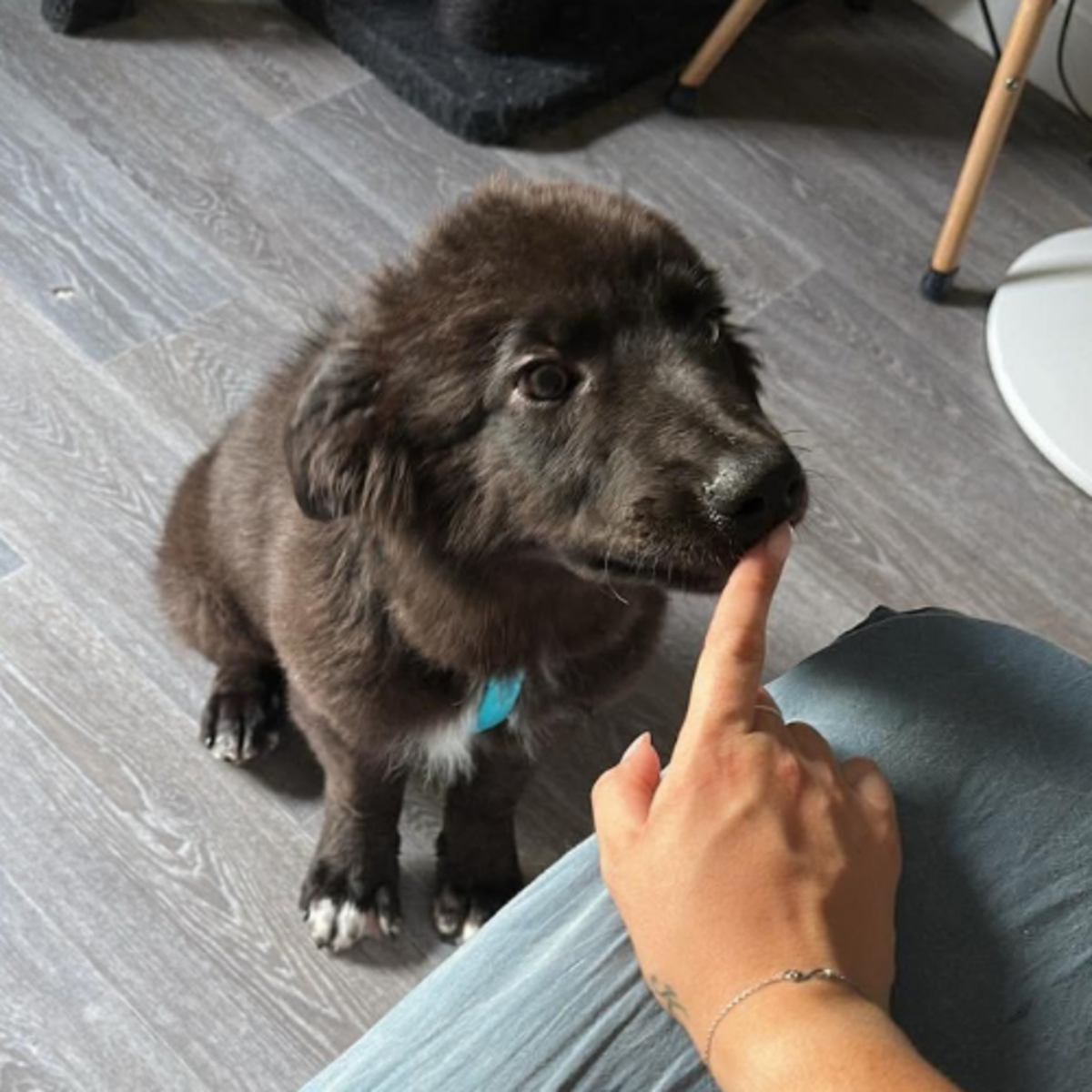 Adoption OLIVER