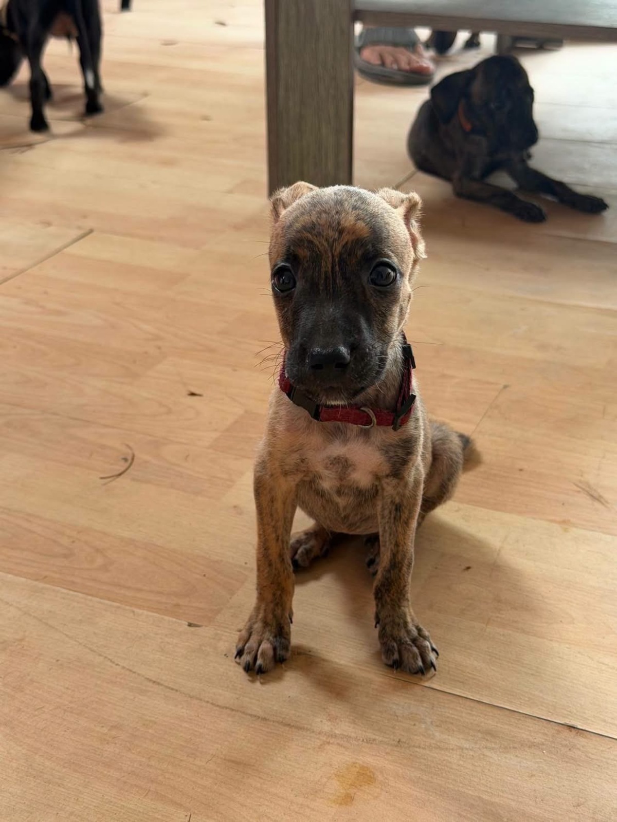 Adoption Kara