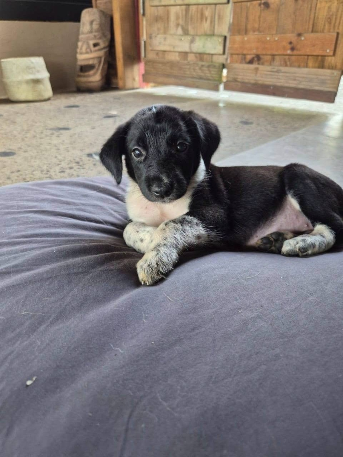 Adoption Yuka