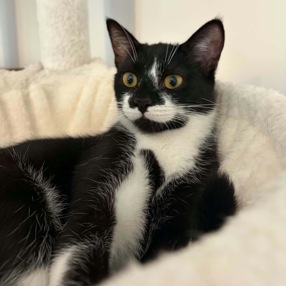 Adoption Xena