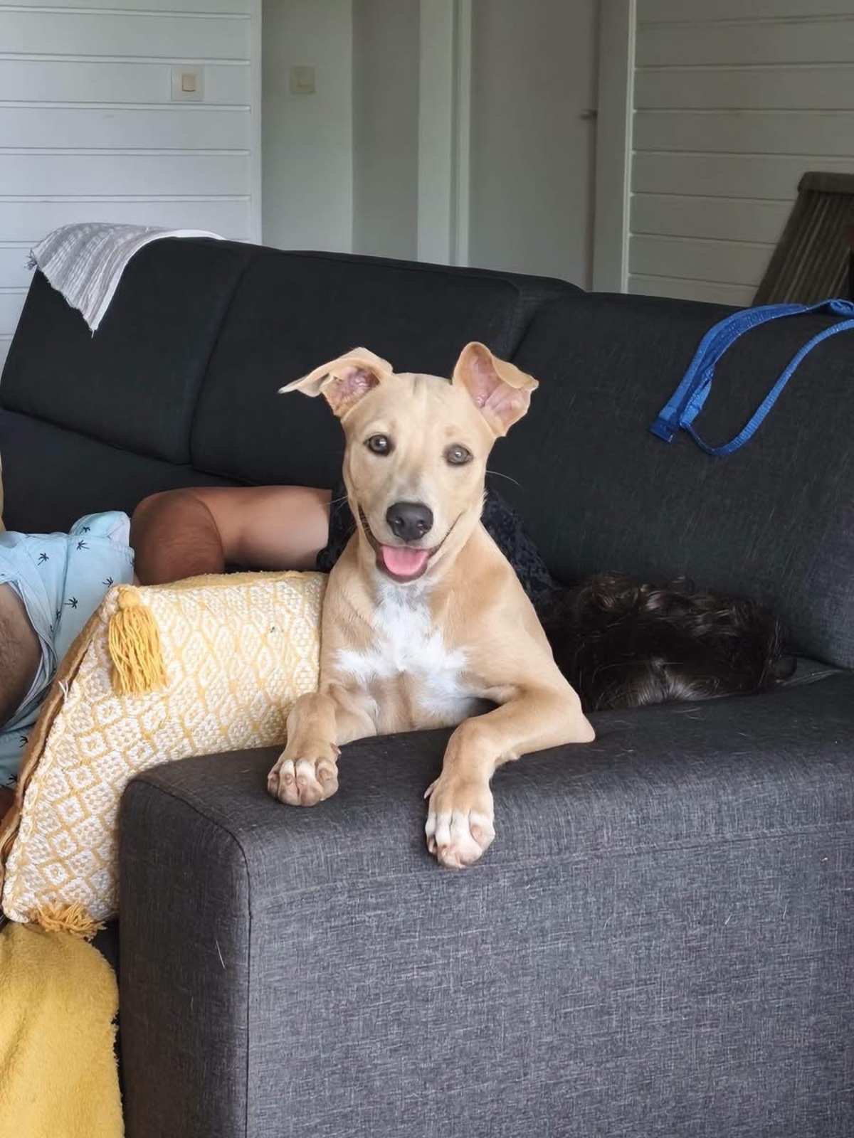 Adoption Mika