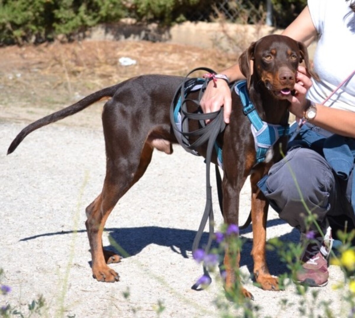 Adoption Gaston