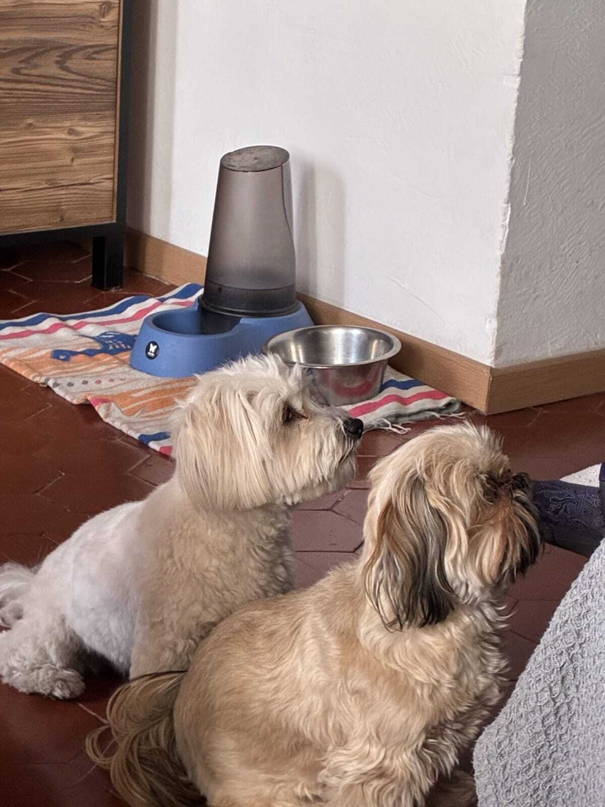 Adoption Maya et Bella