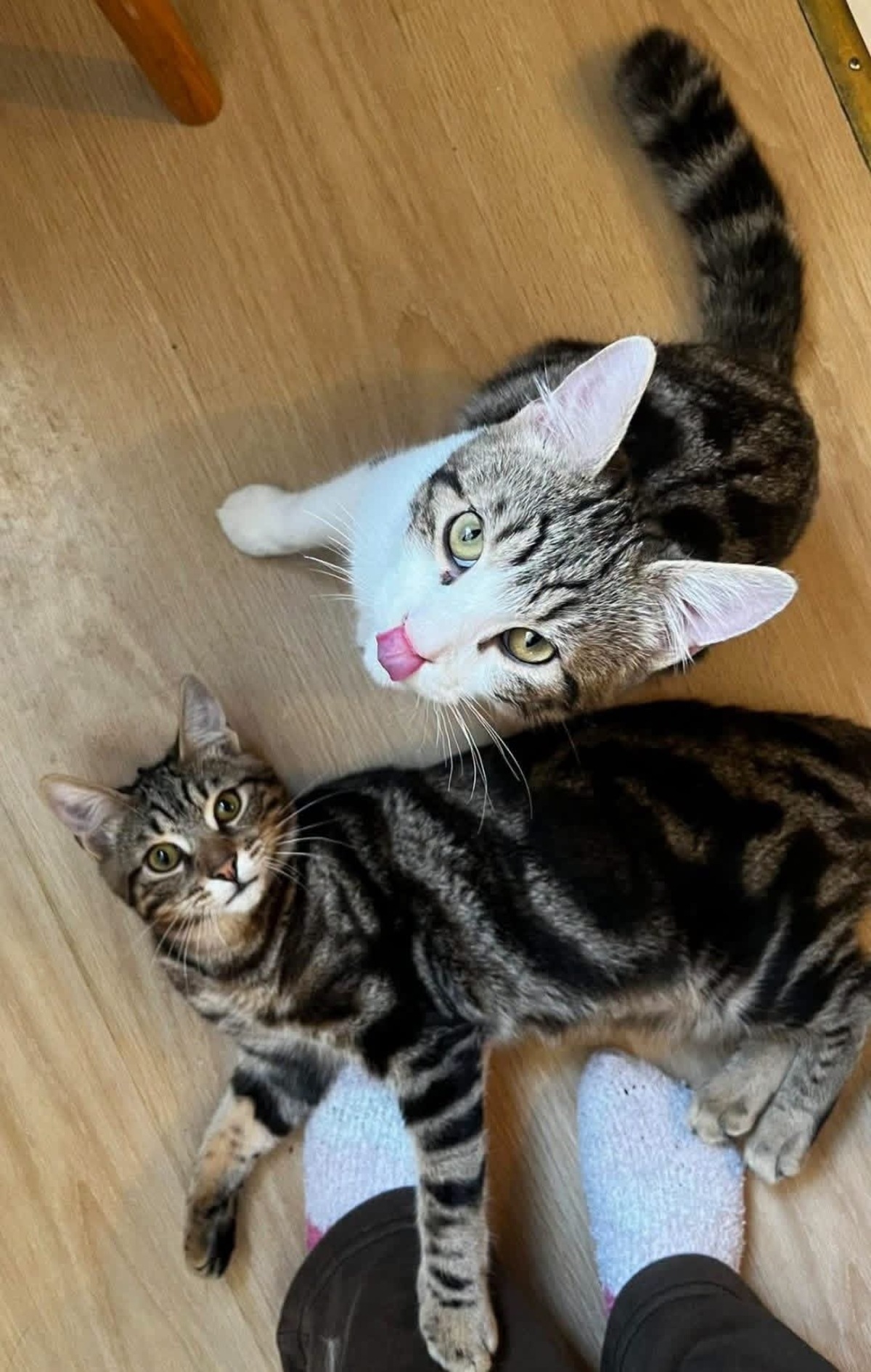 Adoption Azriel et Caliban 