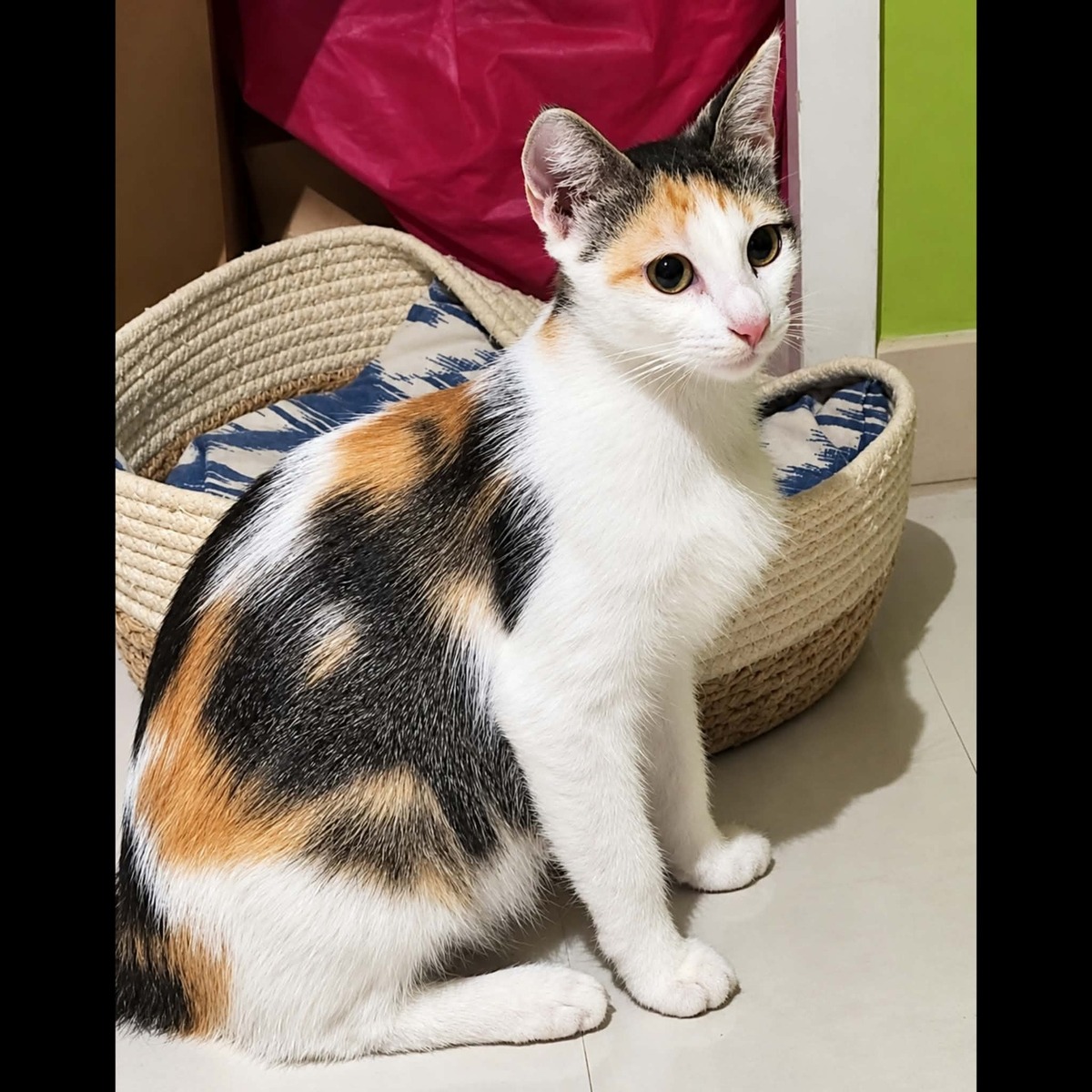 Adoption DUCHESSE