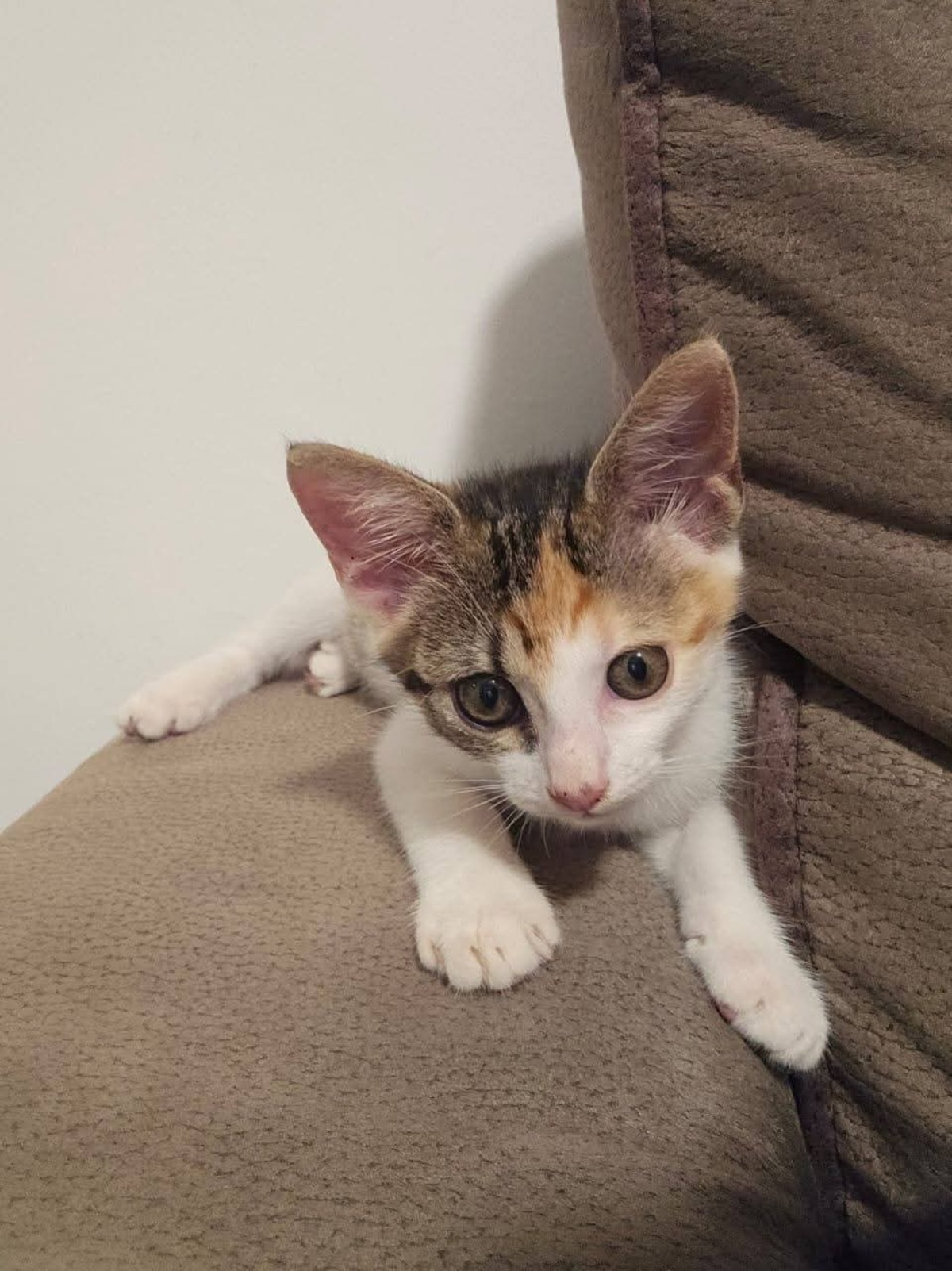Adoption Madi