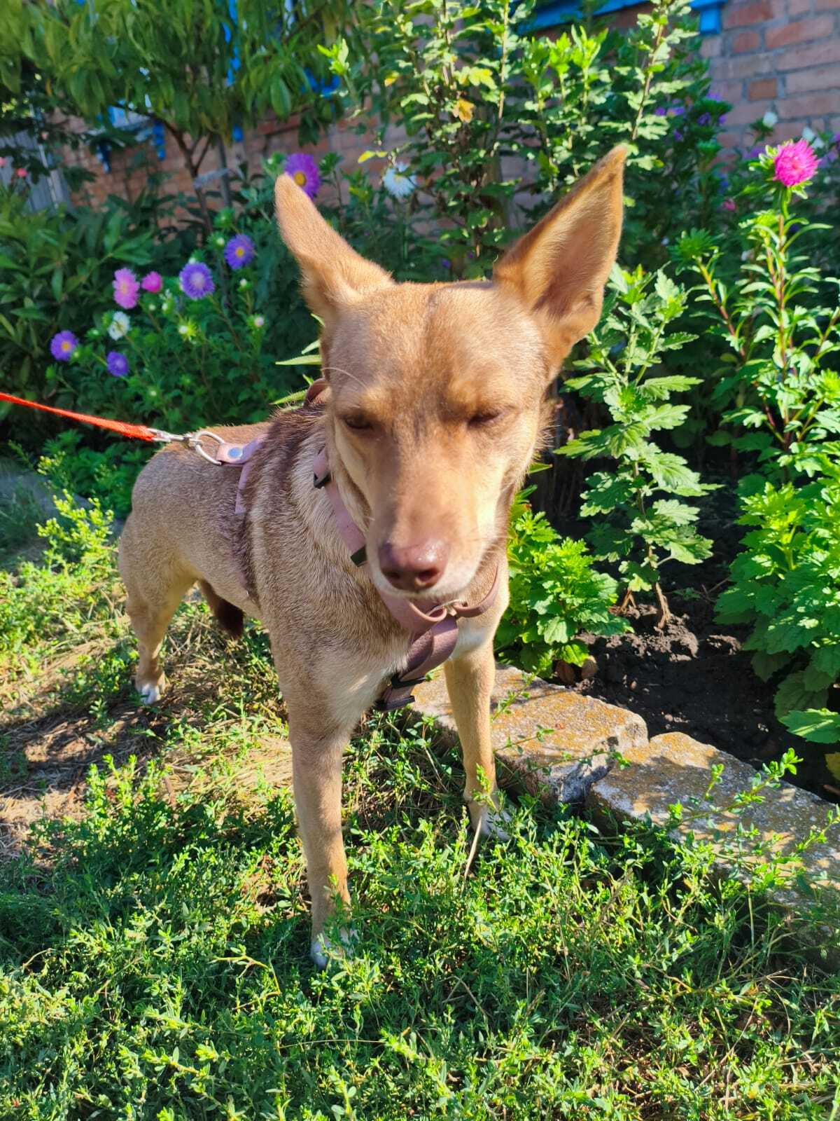 Adoption Gera