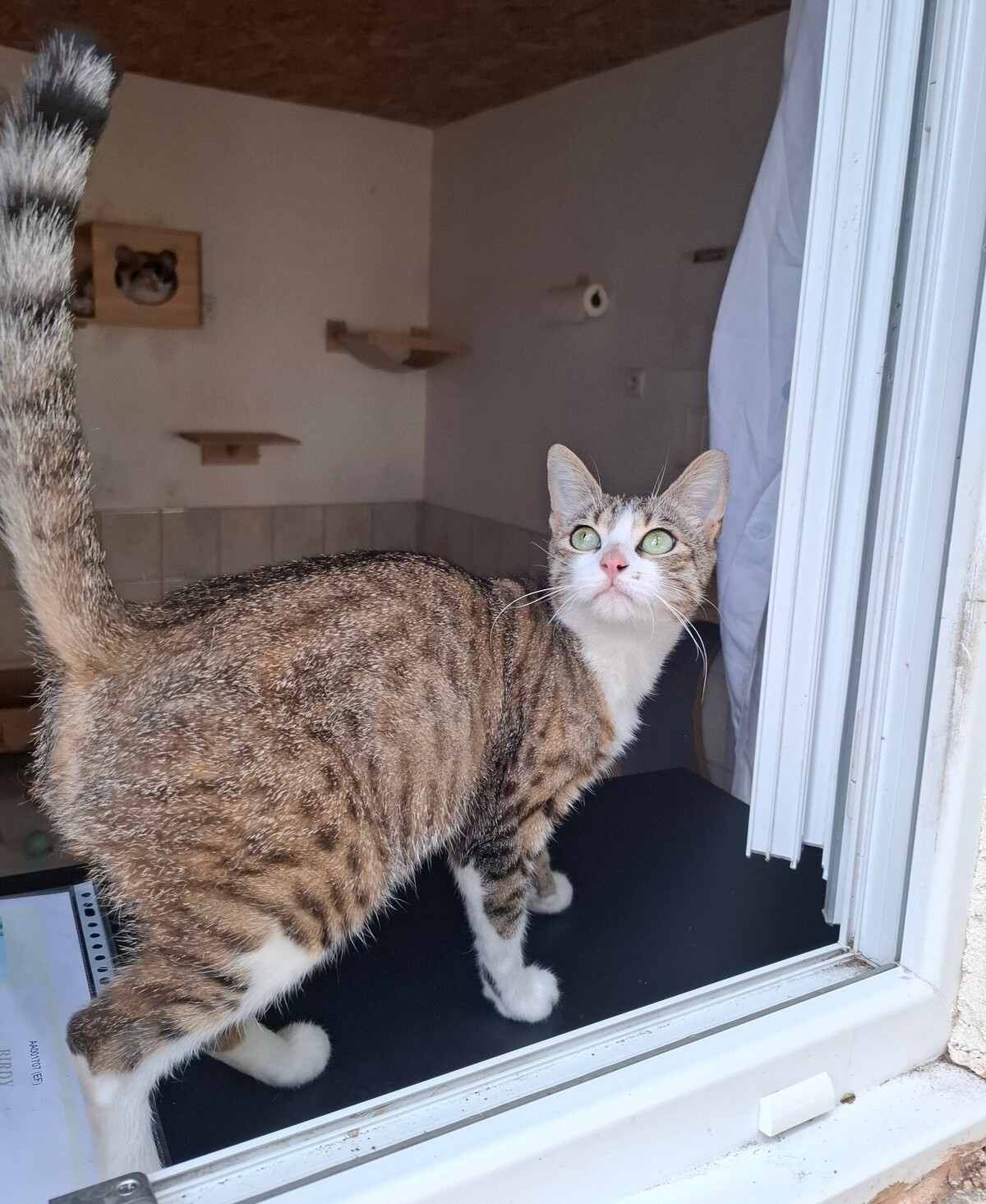Adoption Borgia