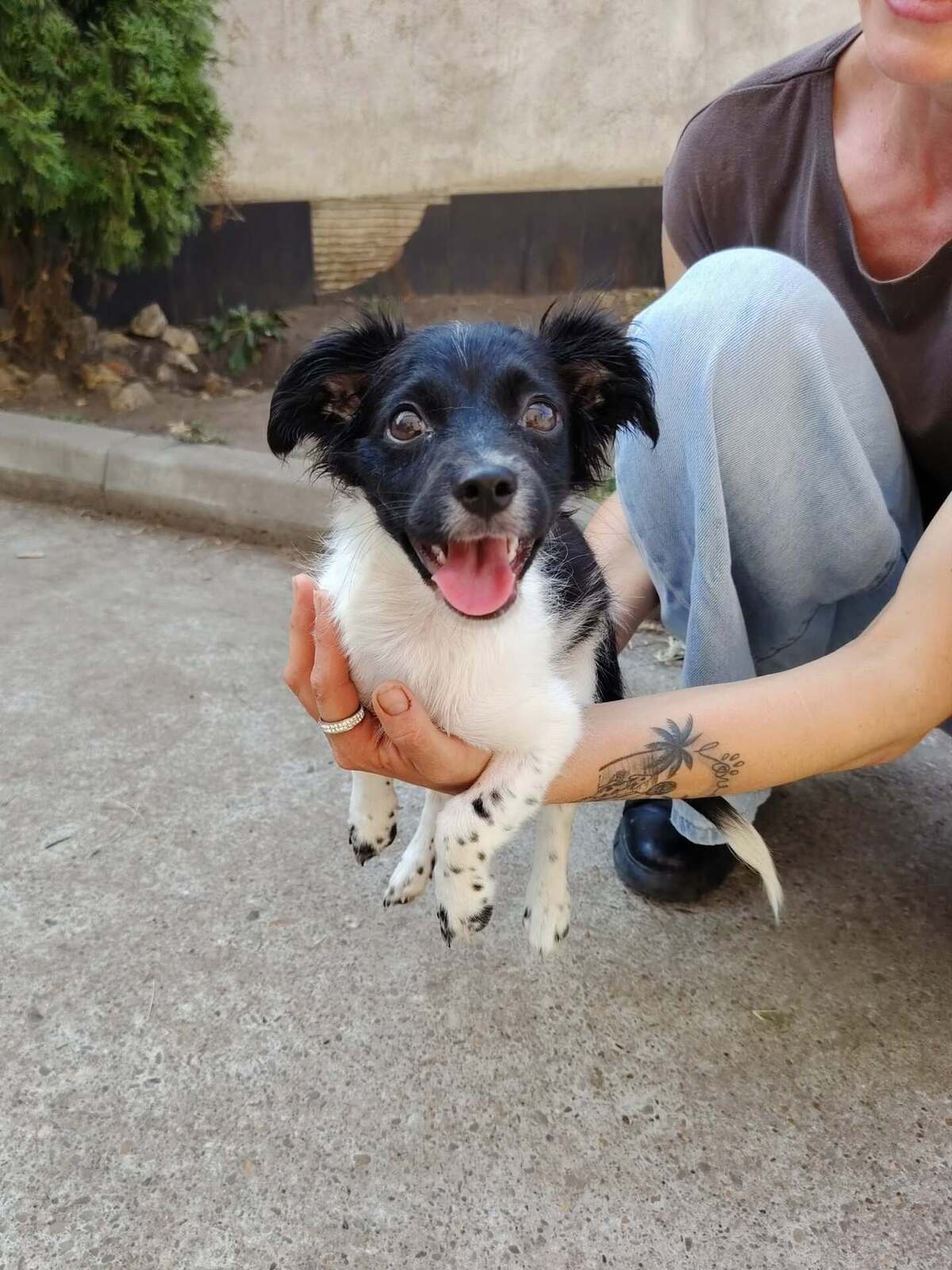 Adoption Réglisse