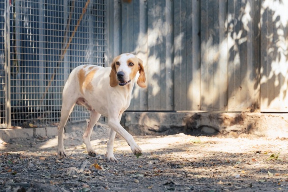 Adoption Lucky