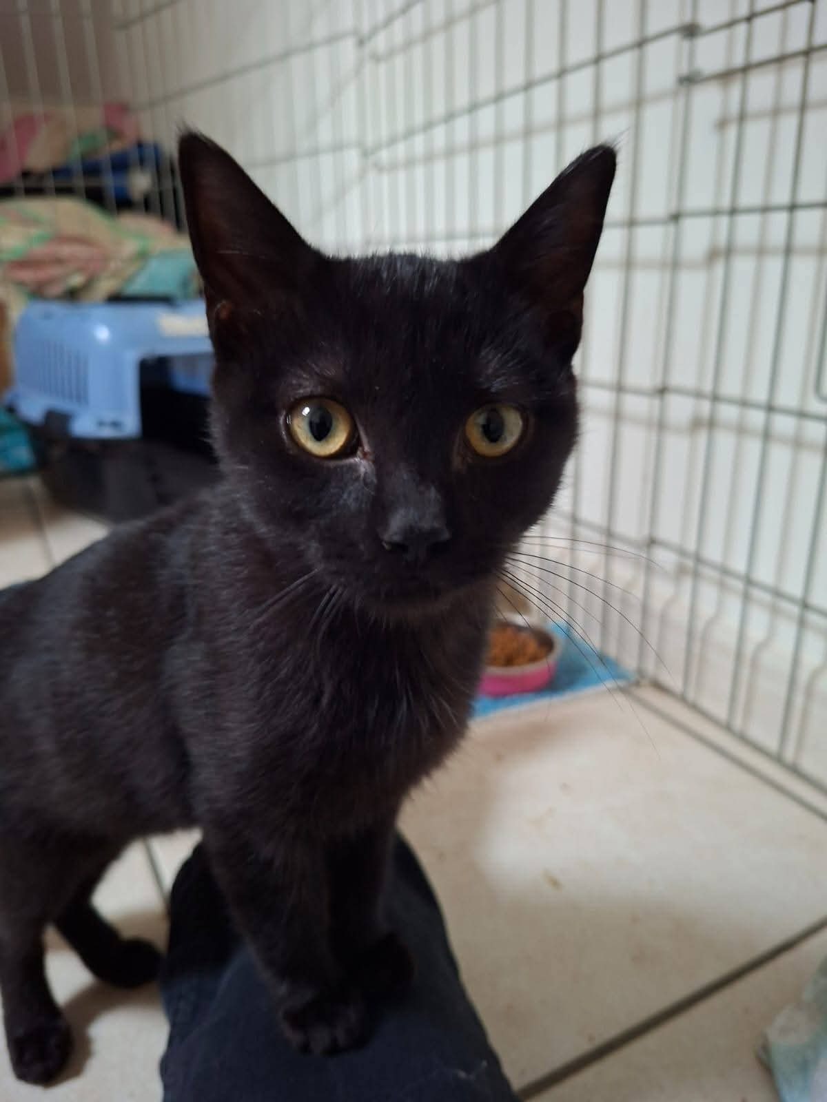 Adoption Xéna Li