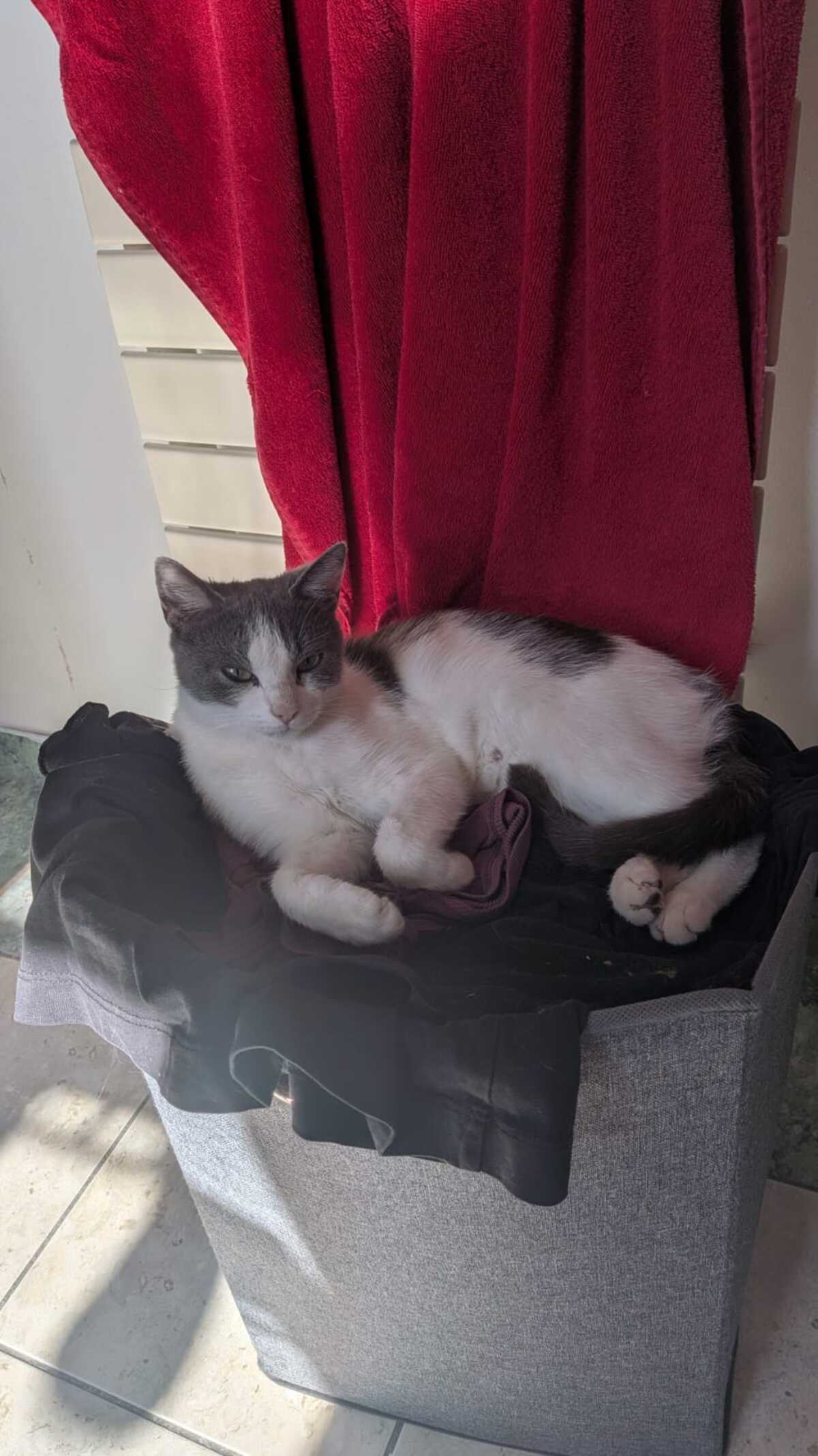 Adoption Friponne