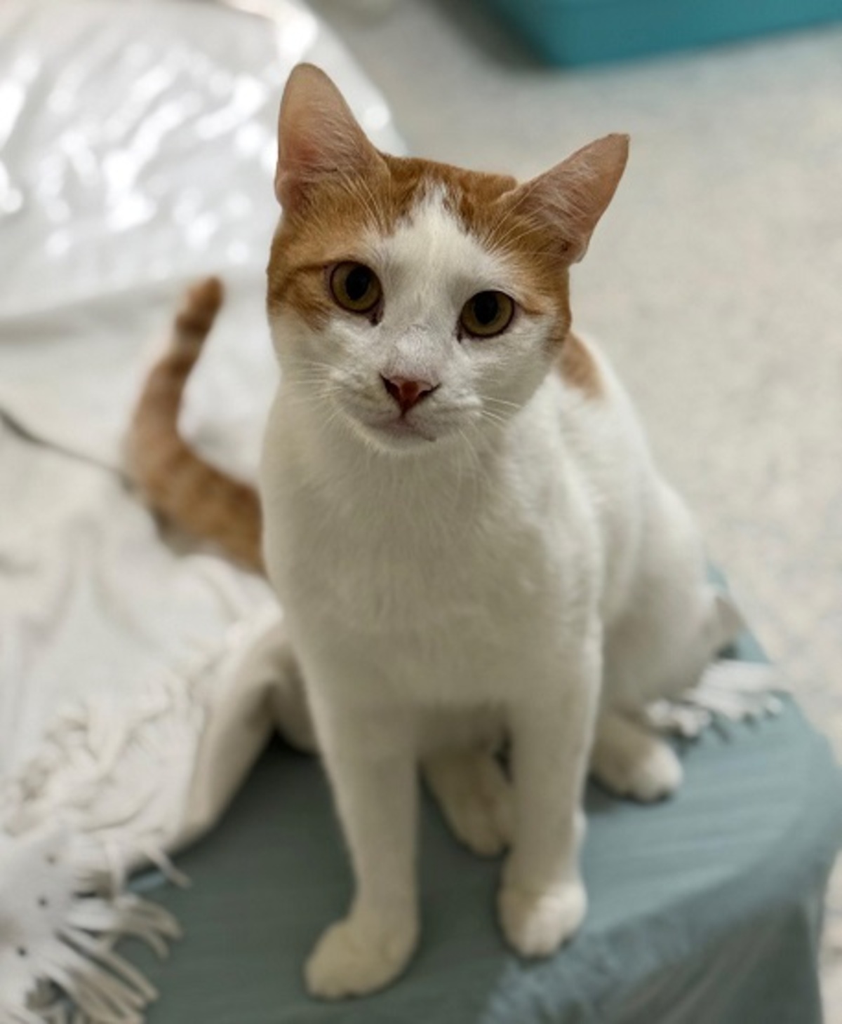 Adoption Bambam