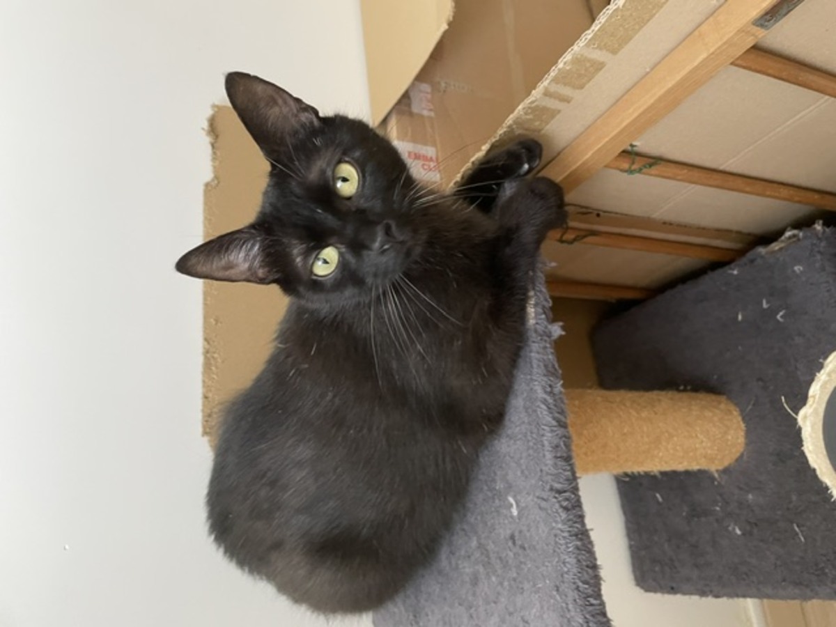 Adoption BELLA