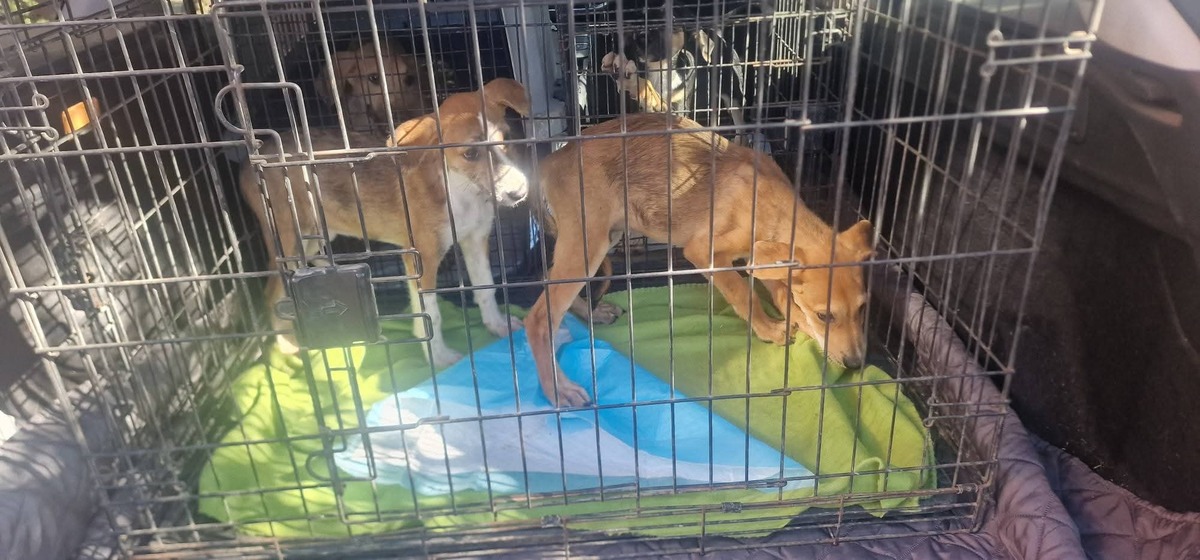 Adoption Praline
