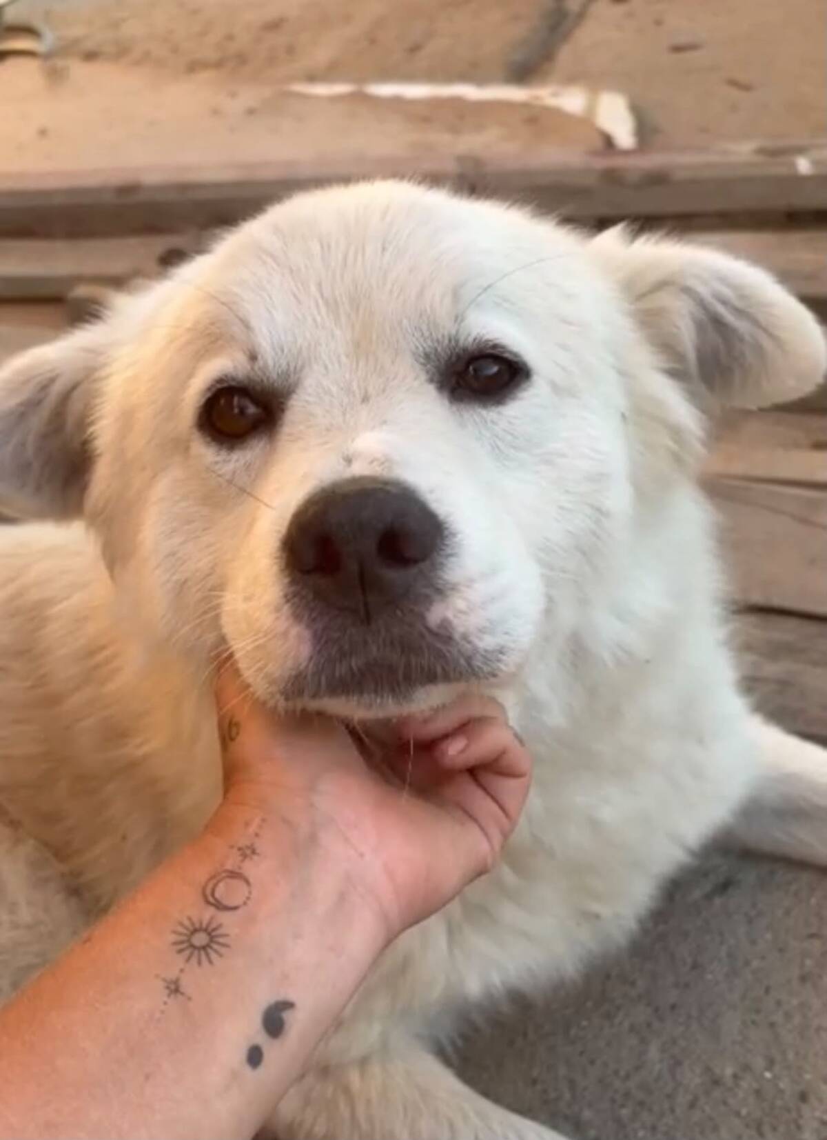 Adoption Sammy
