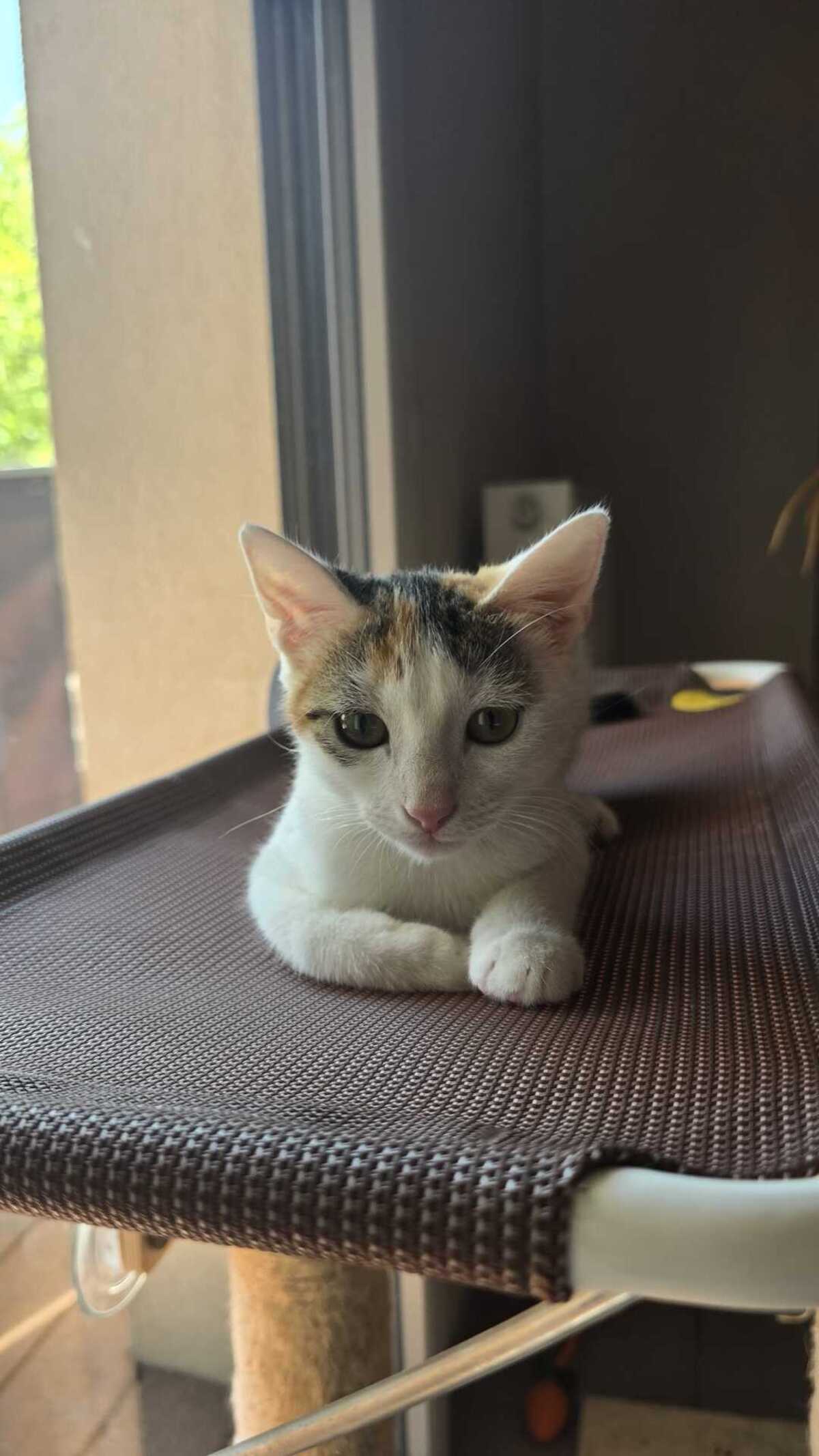 Adoption Bernard