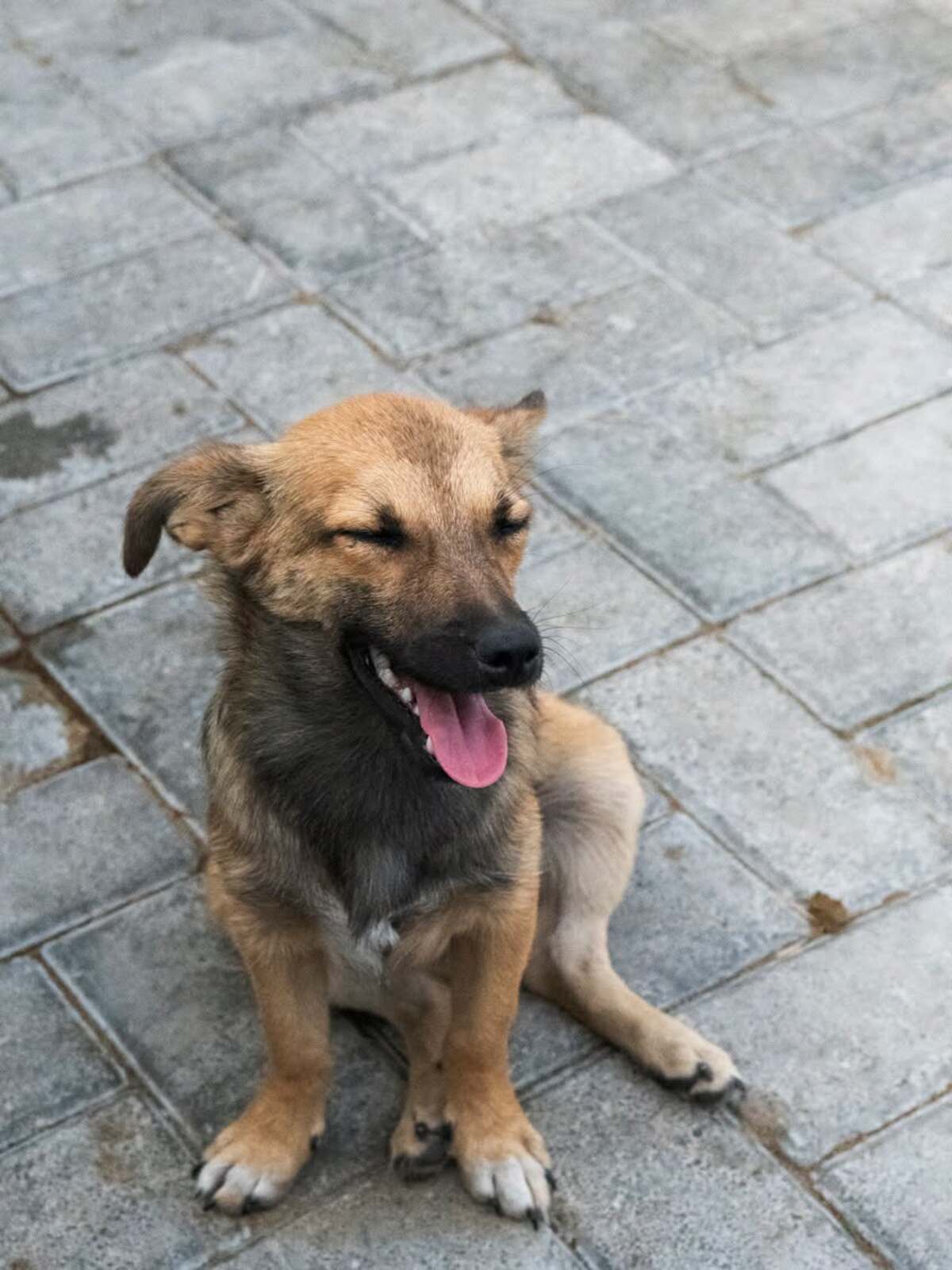 Adoption Bonnie