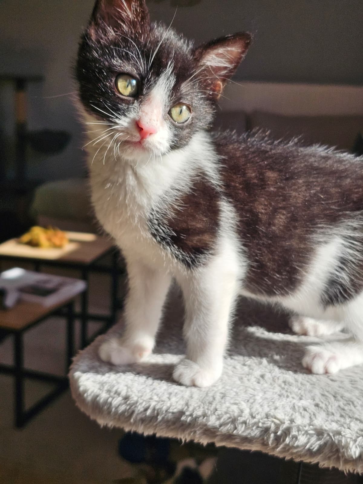 Adoption Alta