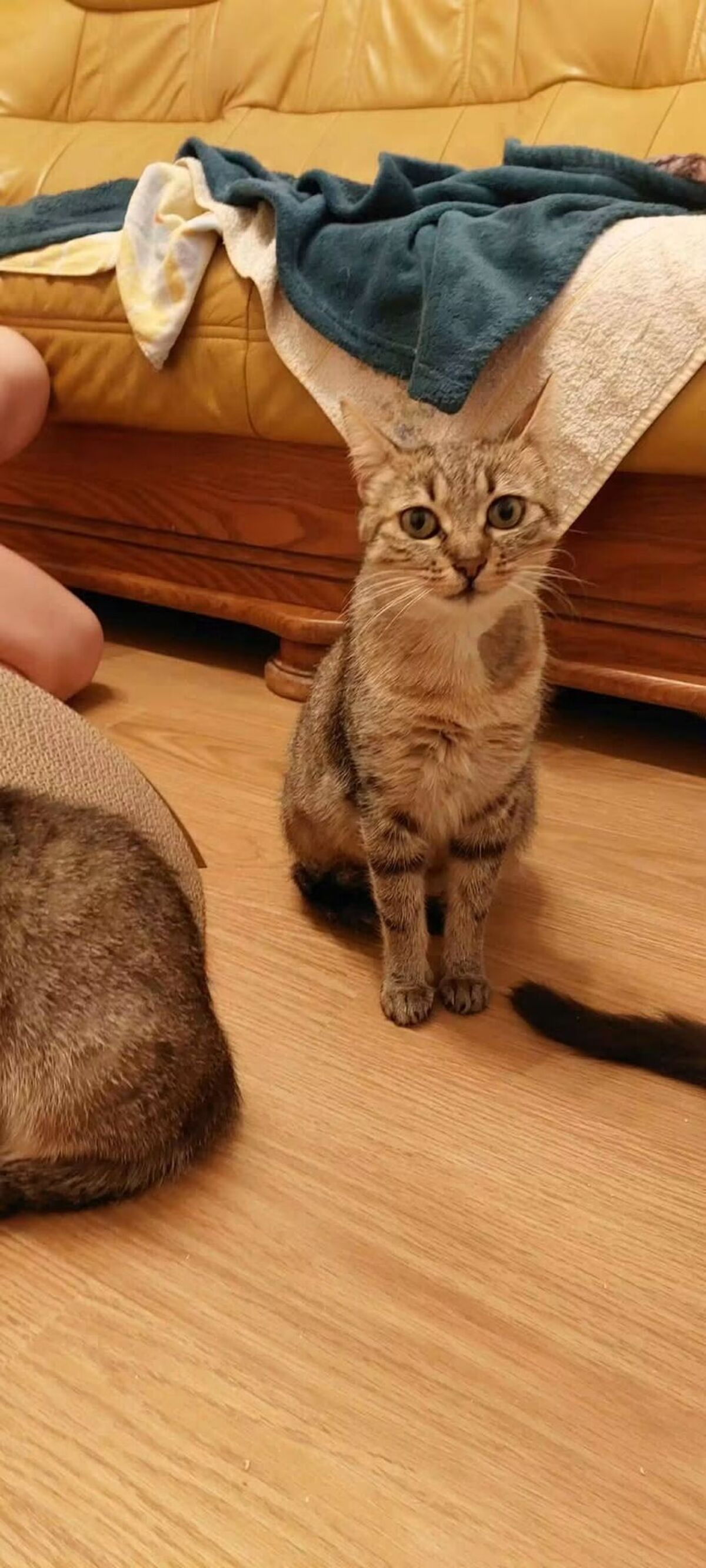 Adoption Zélie 