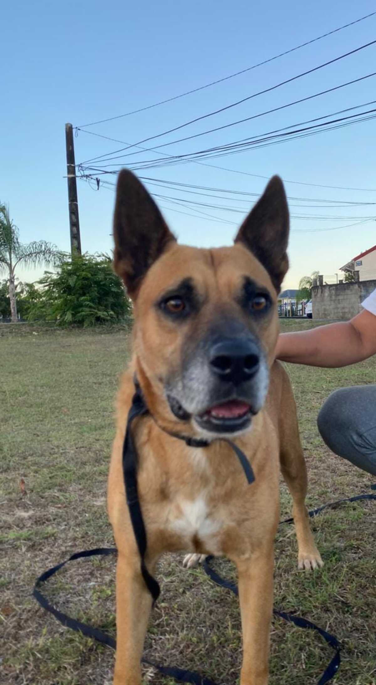 Adoption OKI