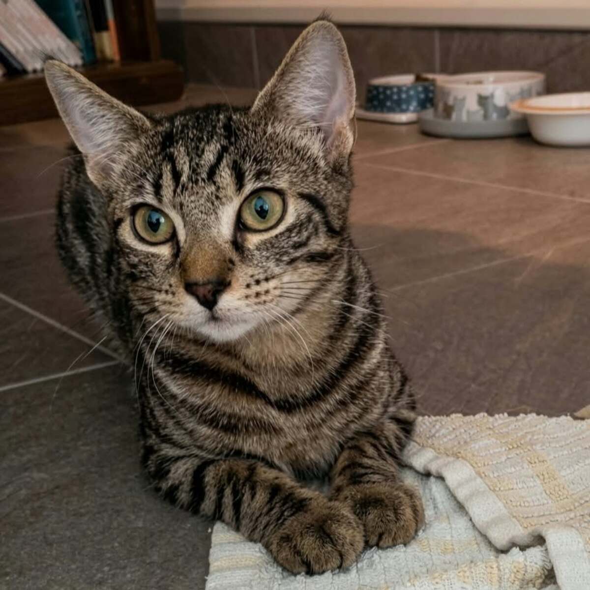 Adoption Belette