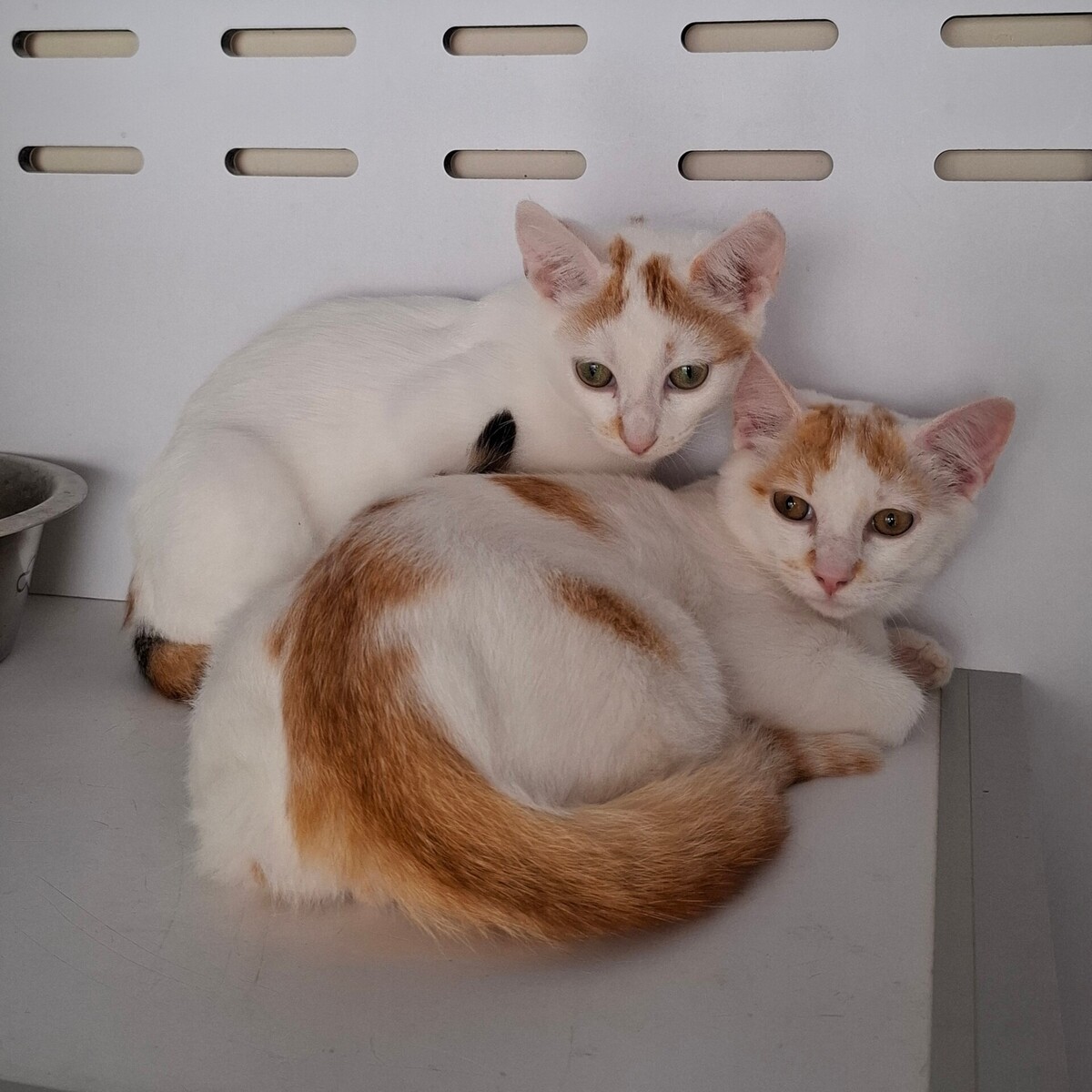 Adoption BERMUDE