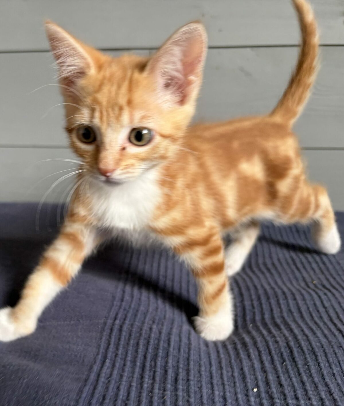 Adoption Bisou