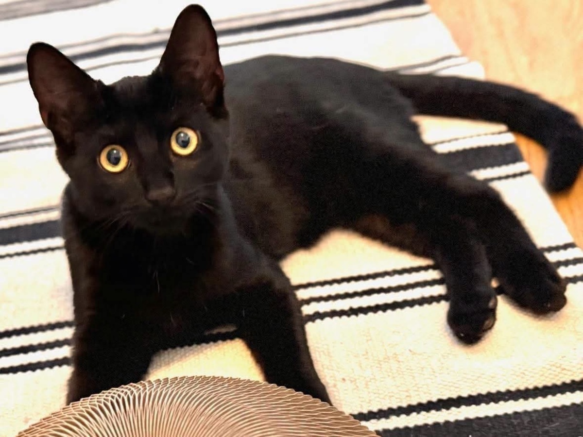 Adoption Ritaline