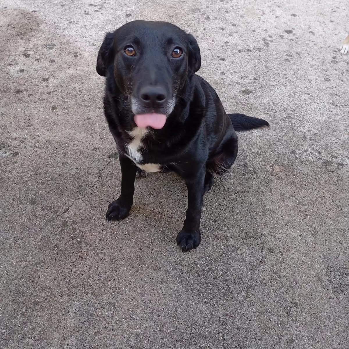 Adoption Pipa