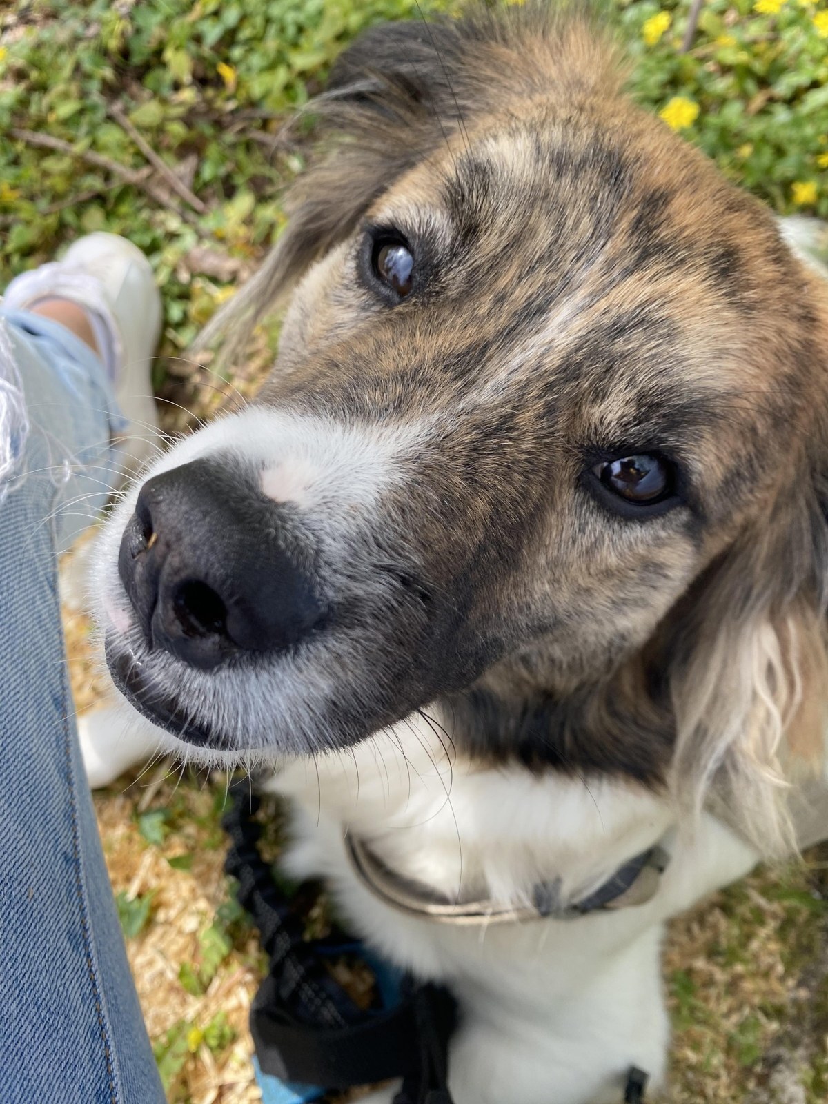 Adoption Balto