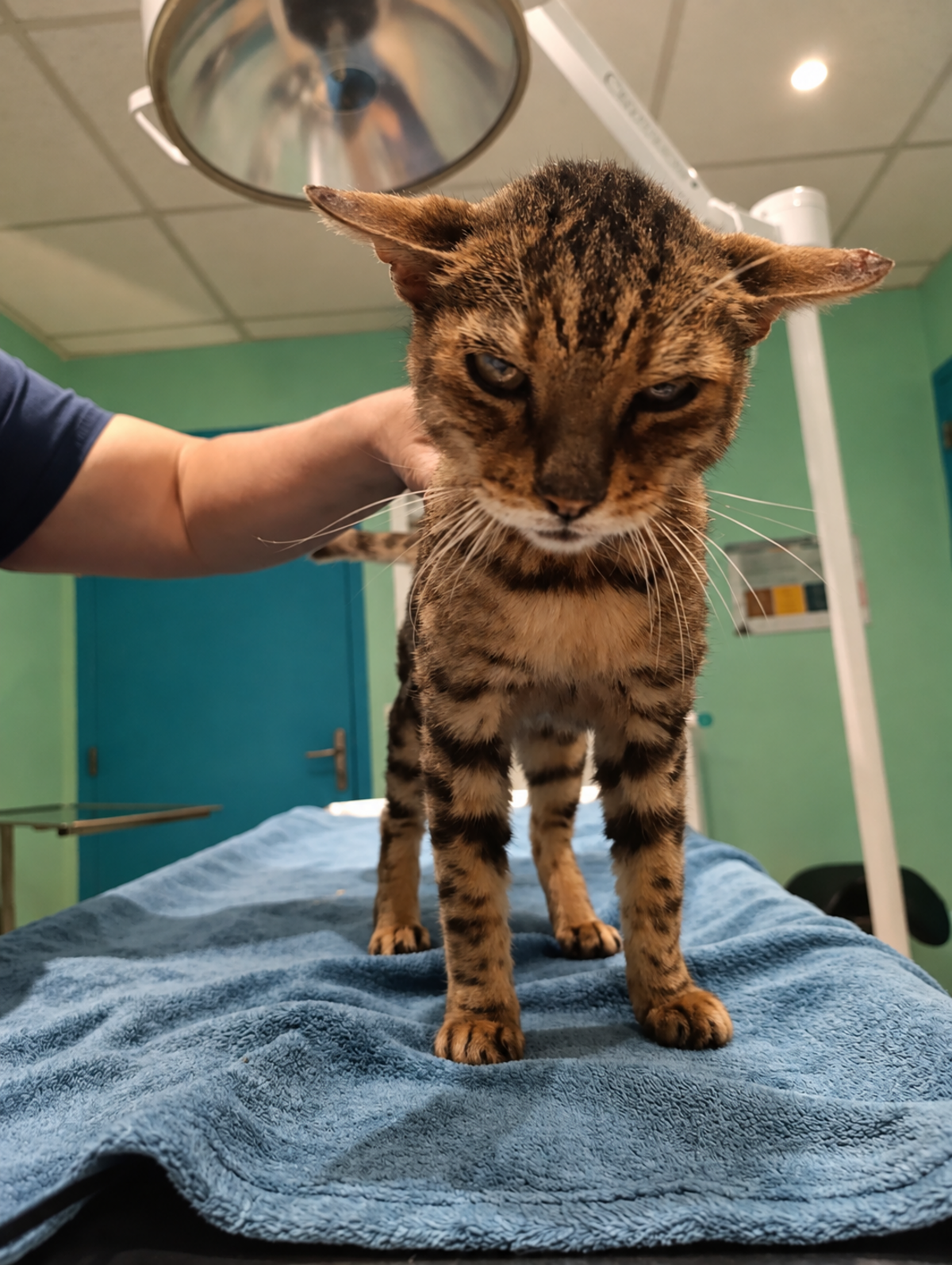 Adoption Leopold