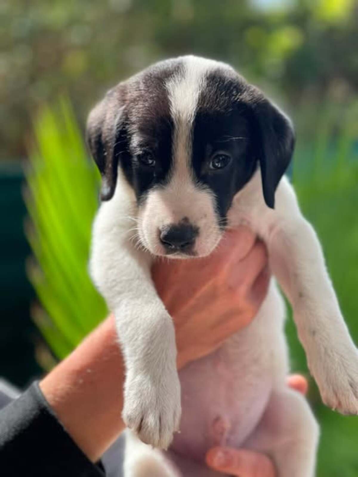 Adoption Oscar