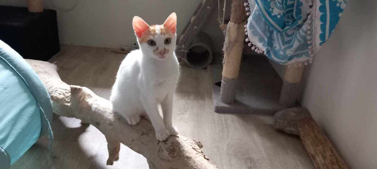 Adoption Freecat