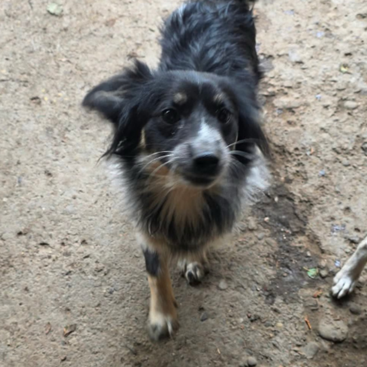 Adoption Zeus