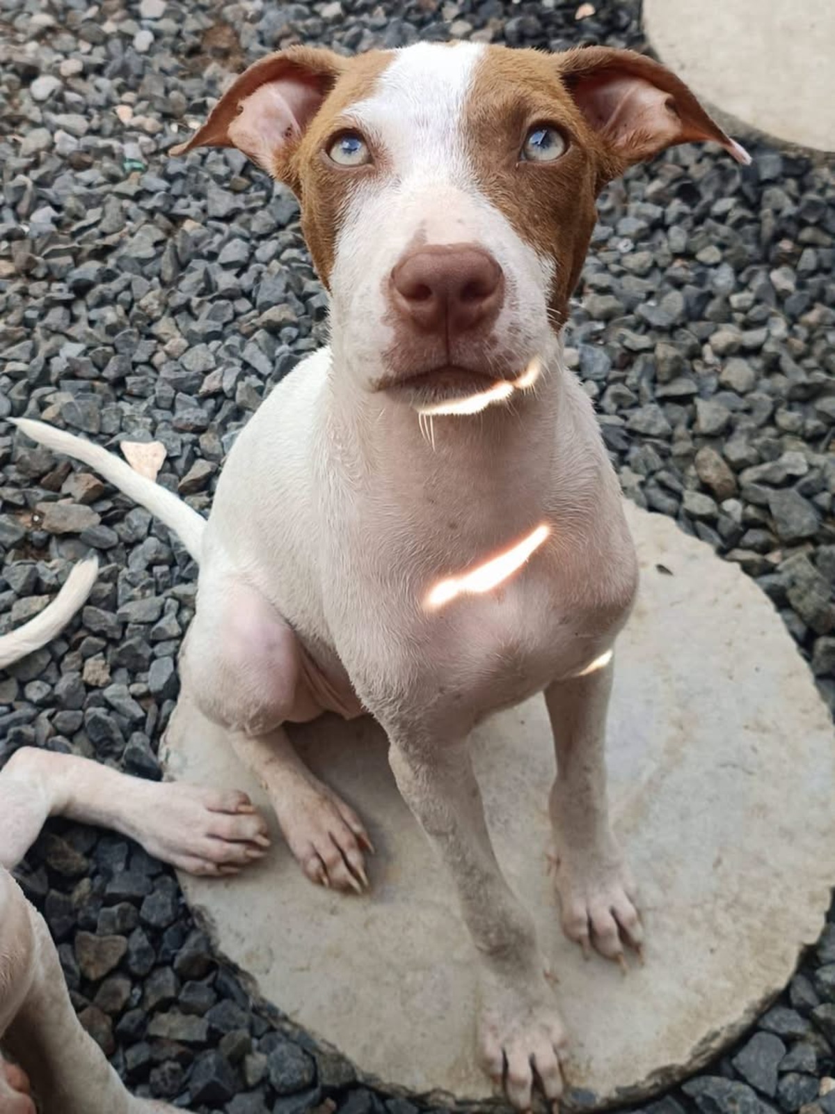 Adoption Bulle