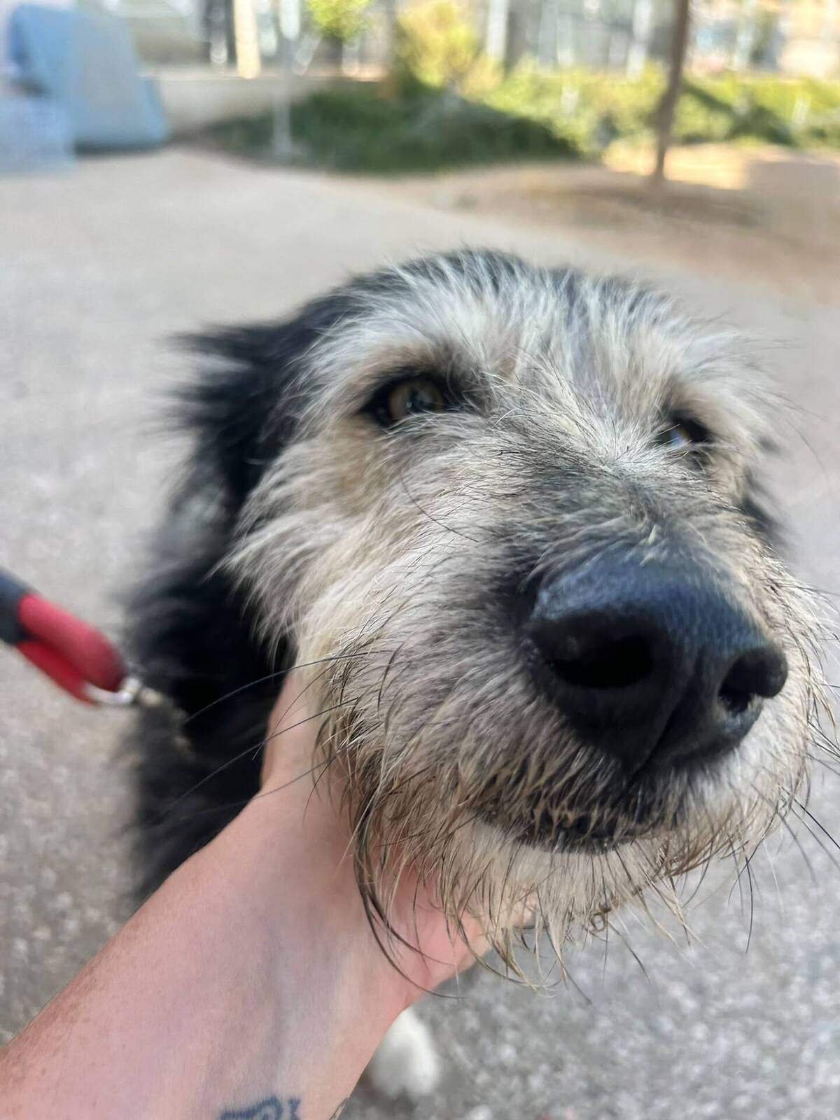 Adoption Sam