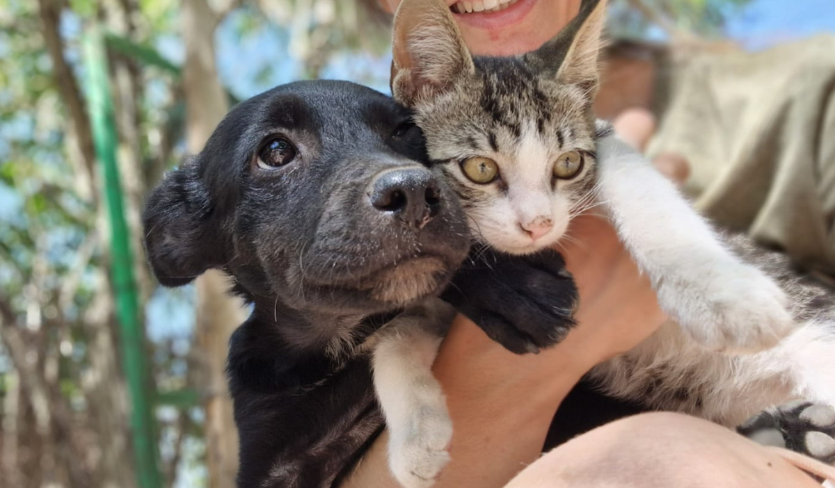 Adoption Liseli