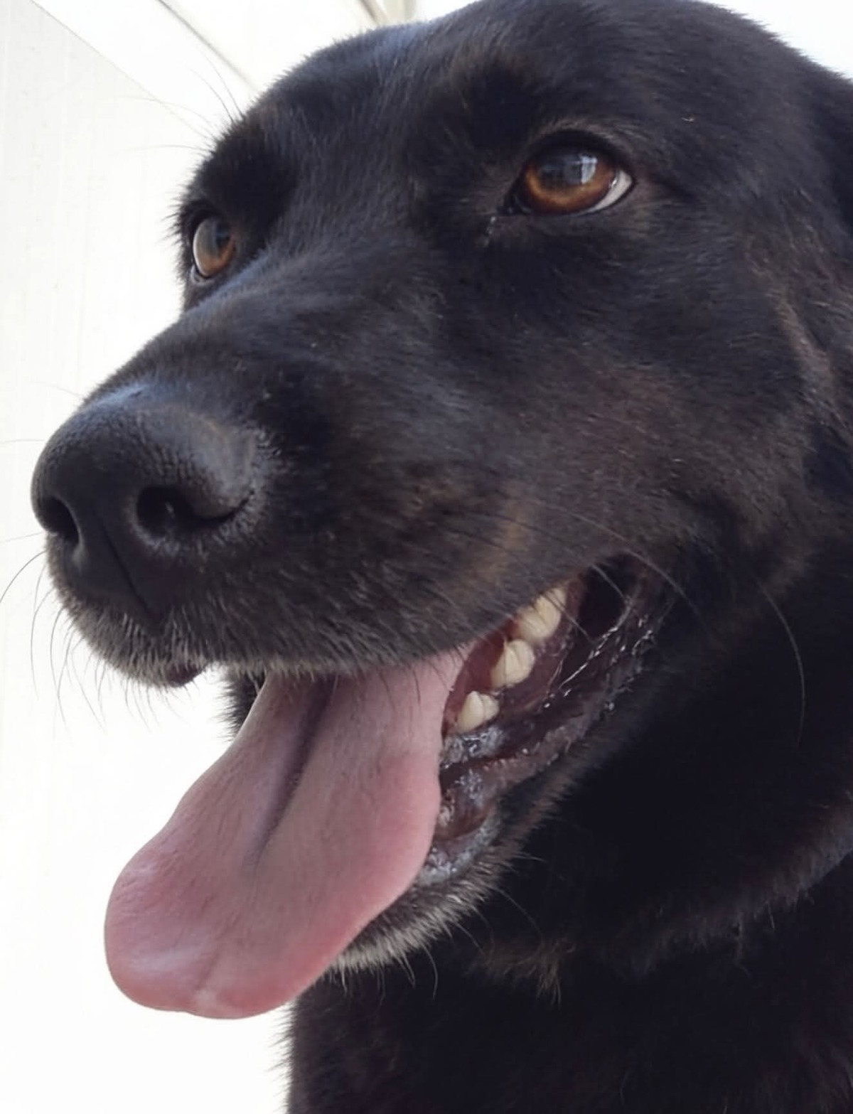 Adoption Zia