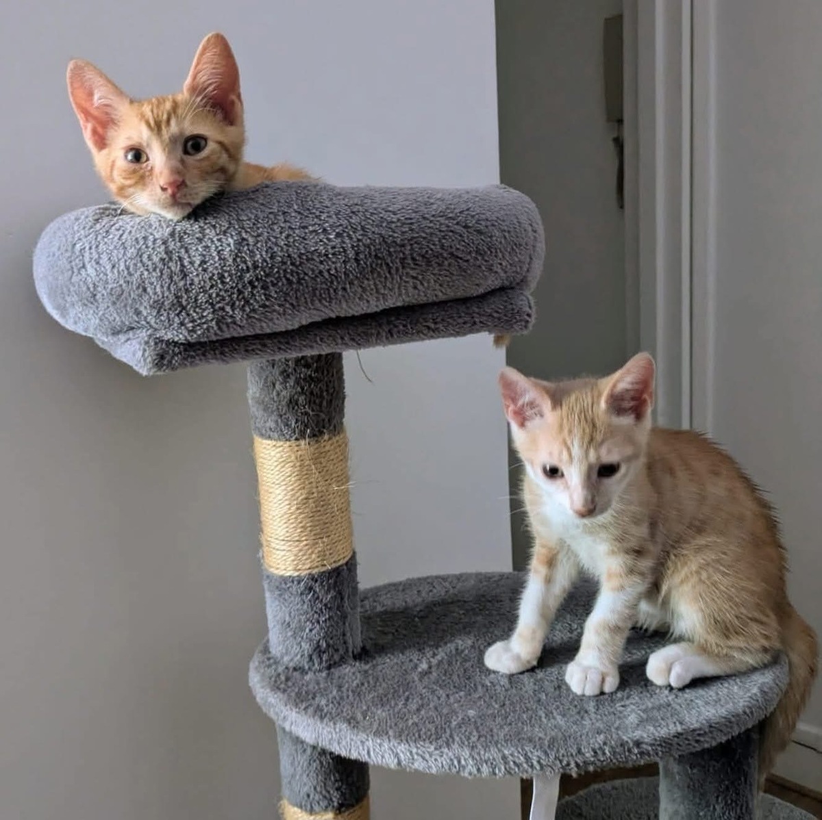 Adoption STINSON ET MOSBY