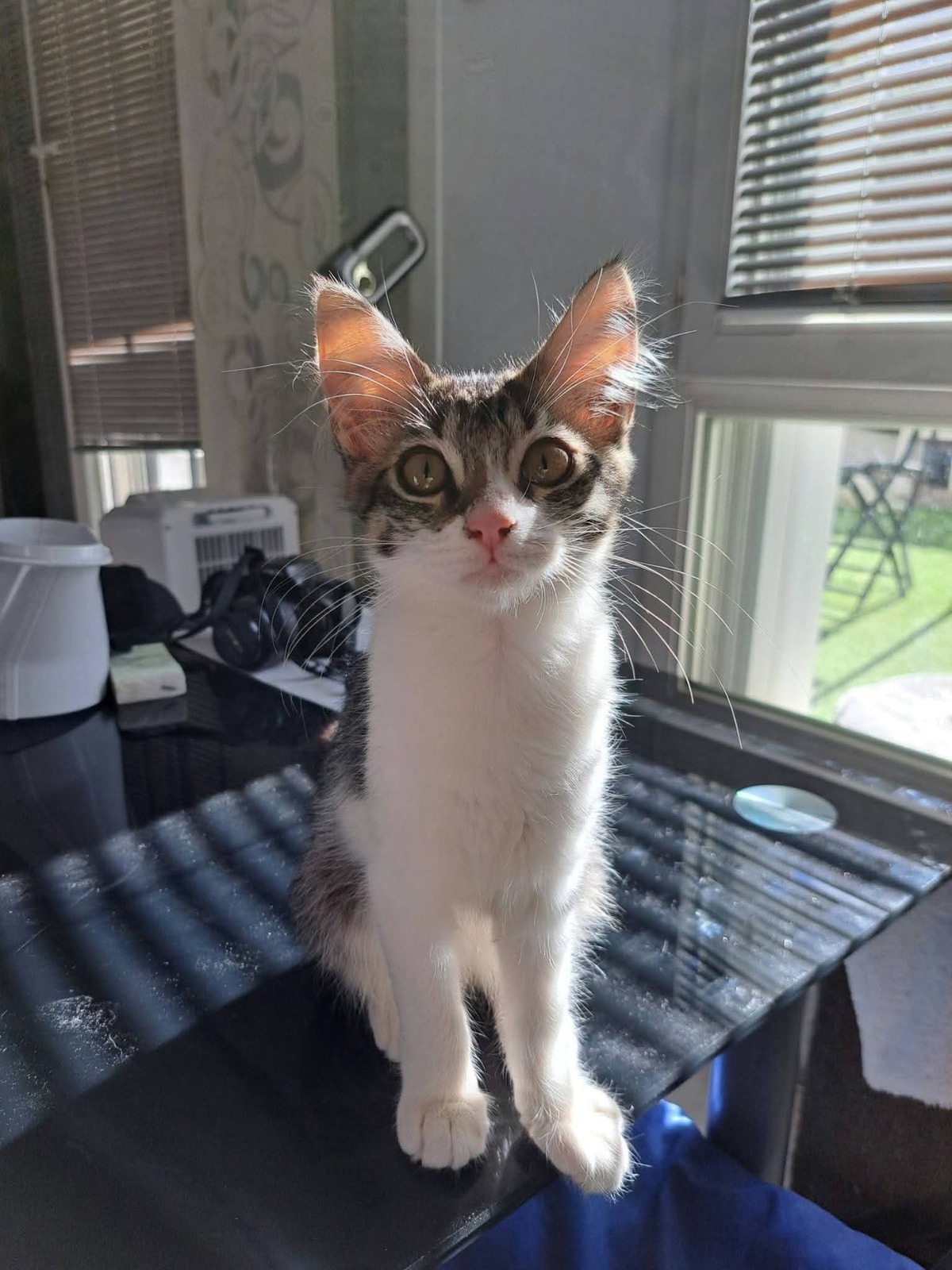 Adoption Bianca