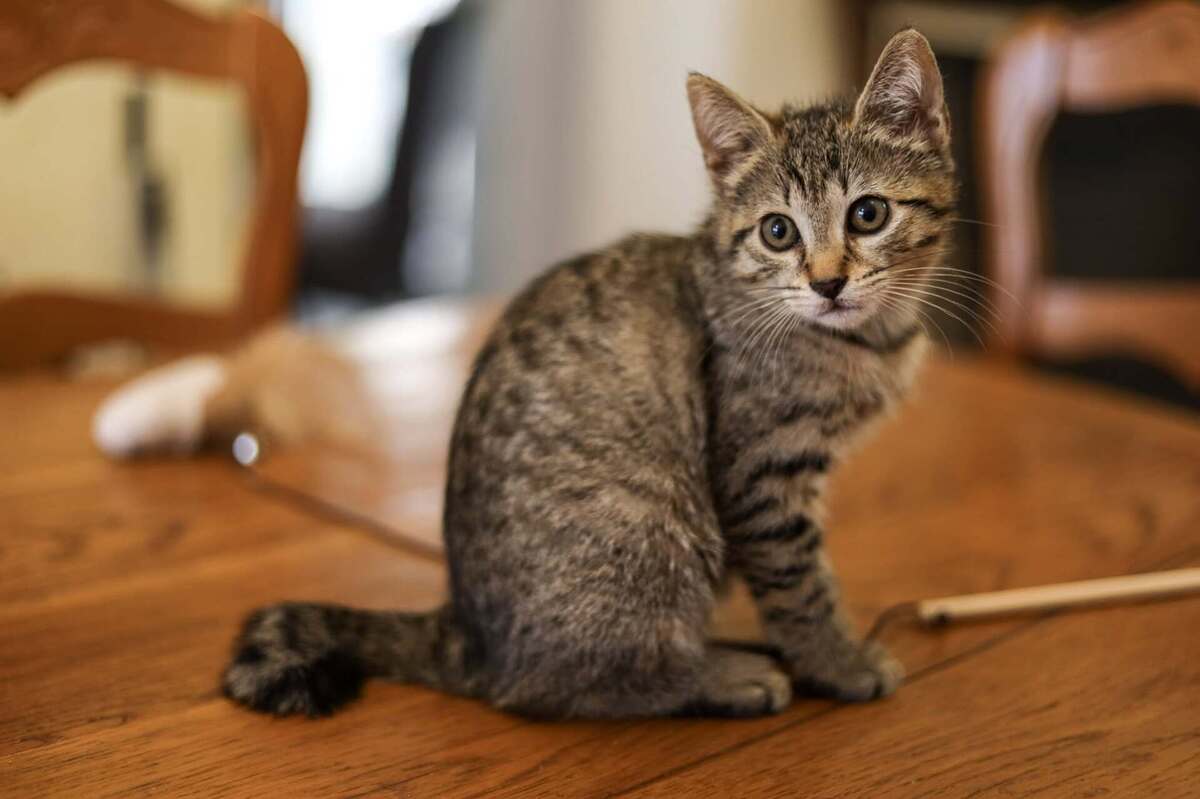 Adoption Beautiful 