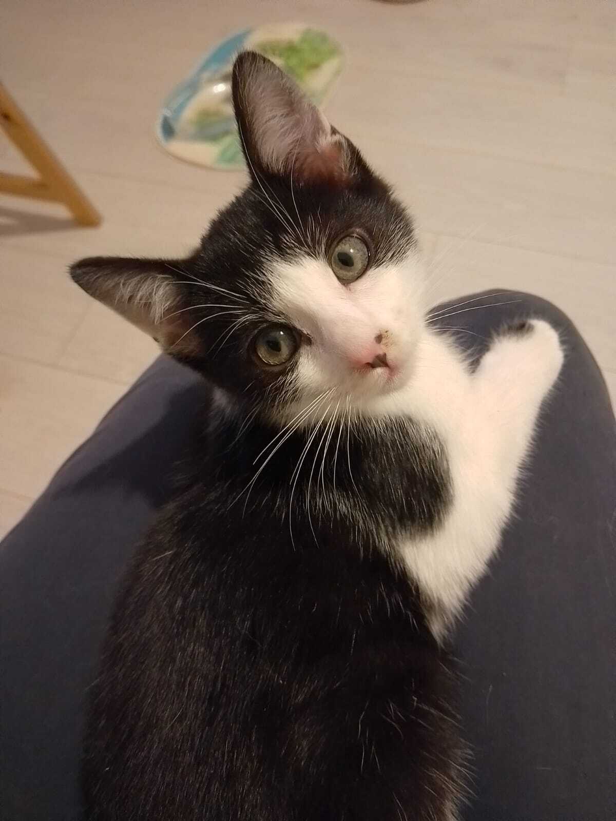 Adoption Leo