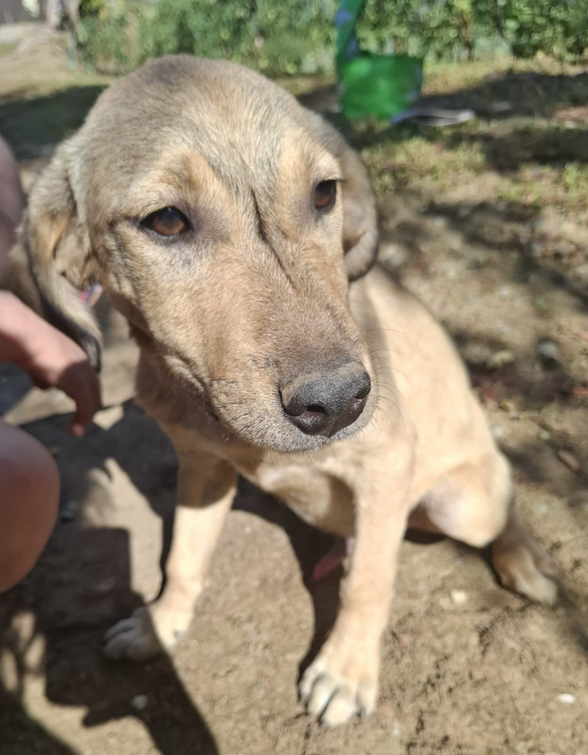 Adoption Iluma