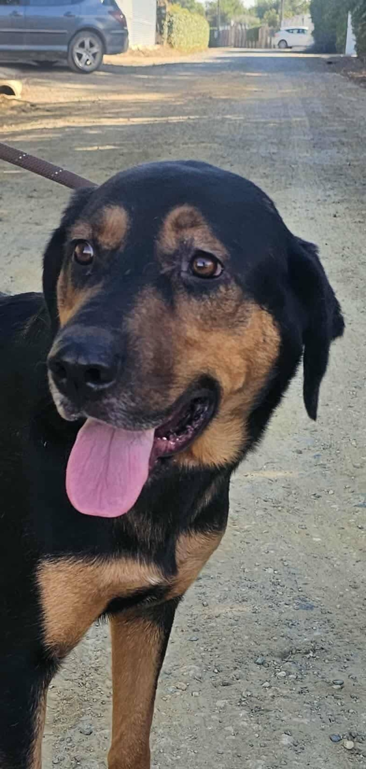 Adoption Ugo