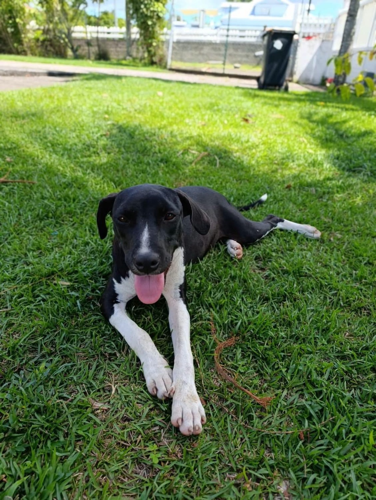 Adoption Bora