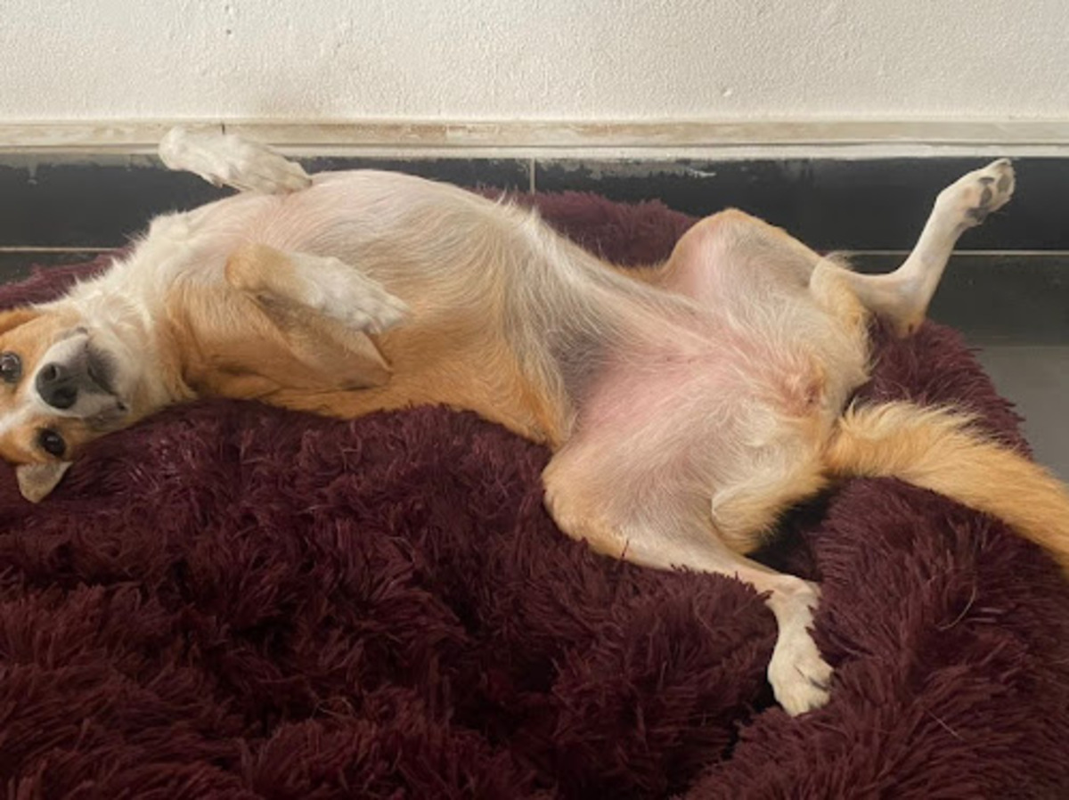 Adoption Bisotte