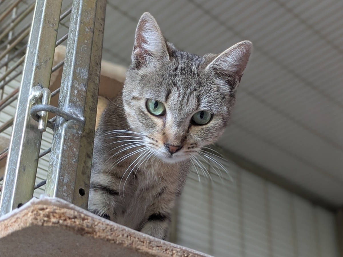 Adoption Bessy