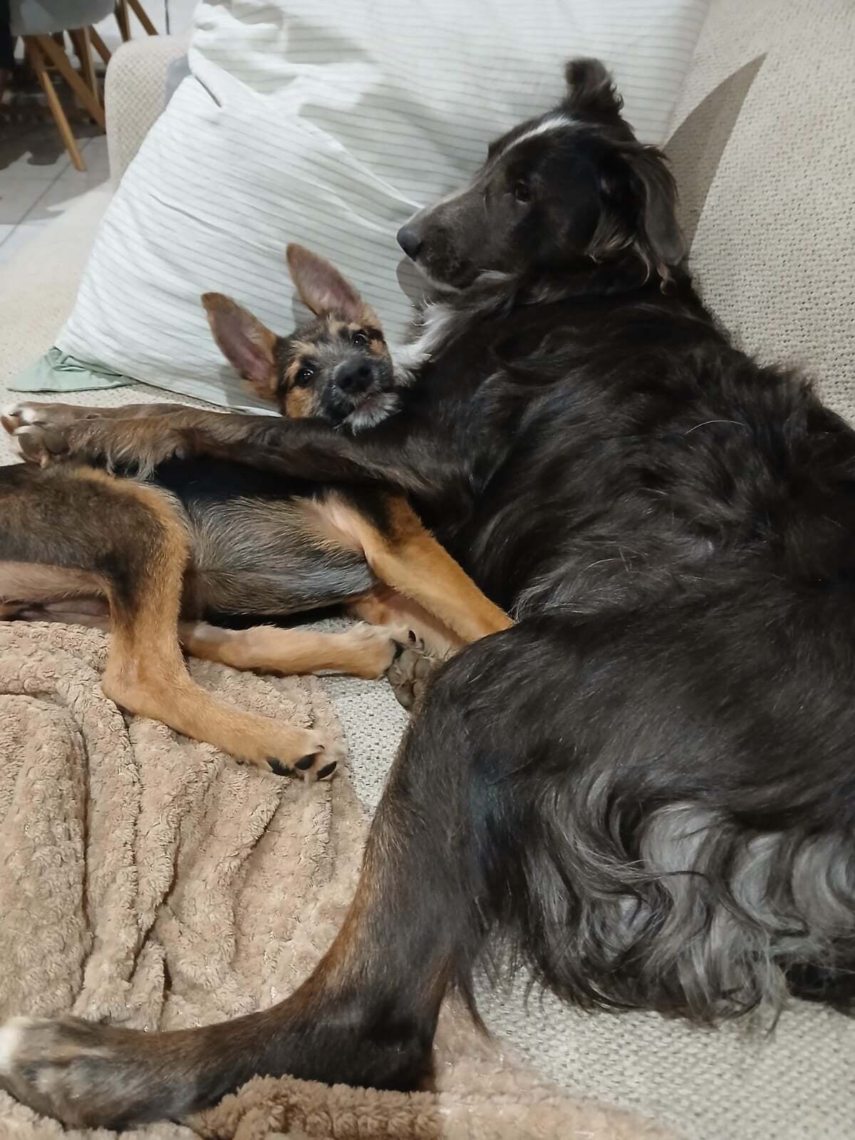 Adoption SUNNY